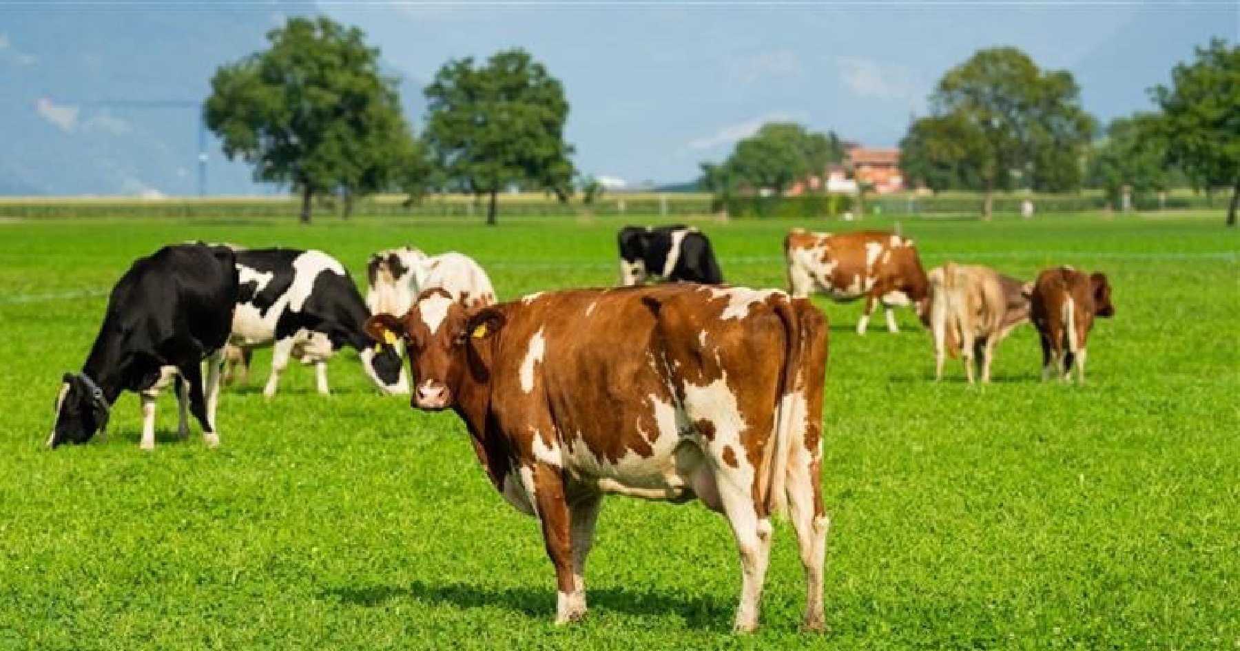 A potential beef blockage is looming