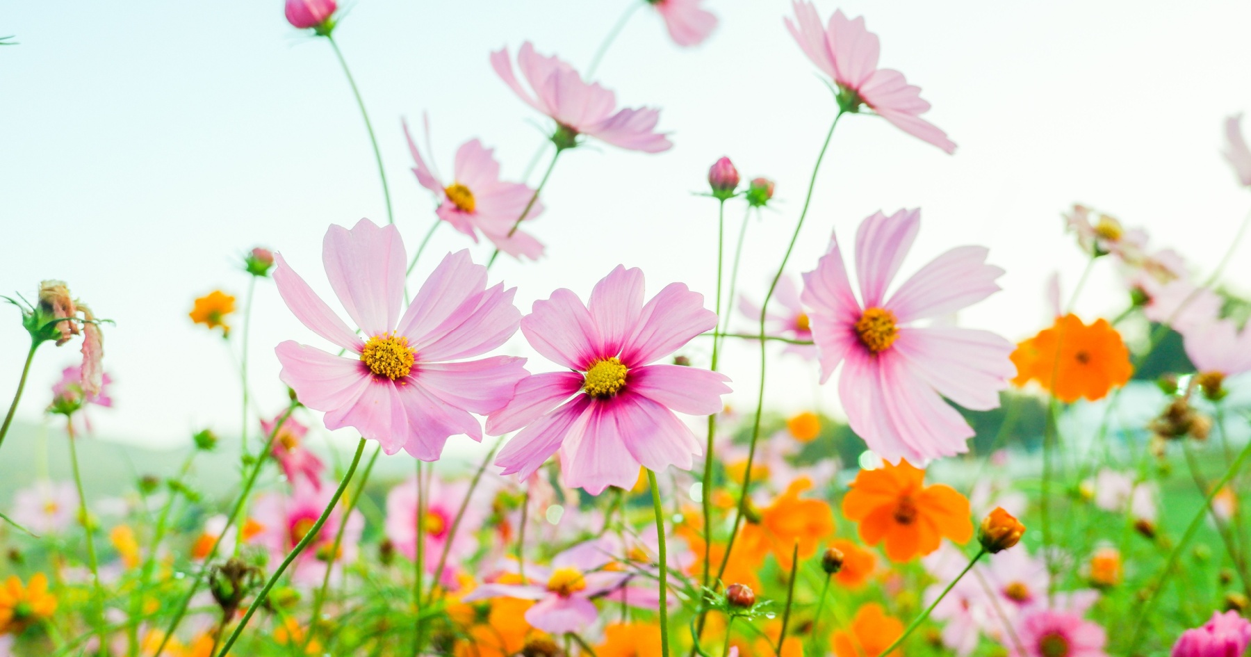 Spring has sprung on restaurant menus