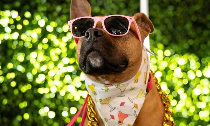 BarkHaven Unleashes The First Official “Barkchella” Music Festival On Saturday, April 18