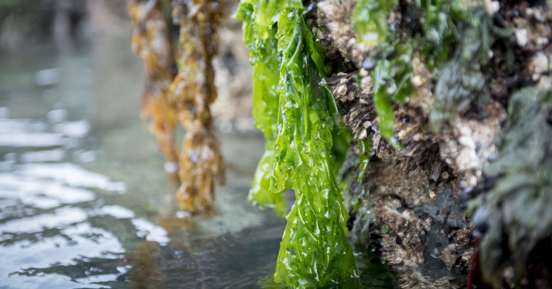 Chefs turn to seaweed as a sustainable, flavorful, and protein-rich tool