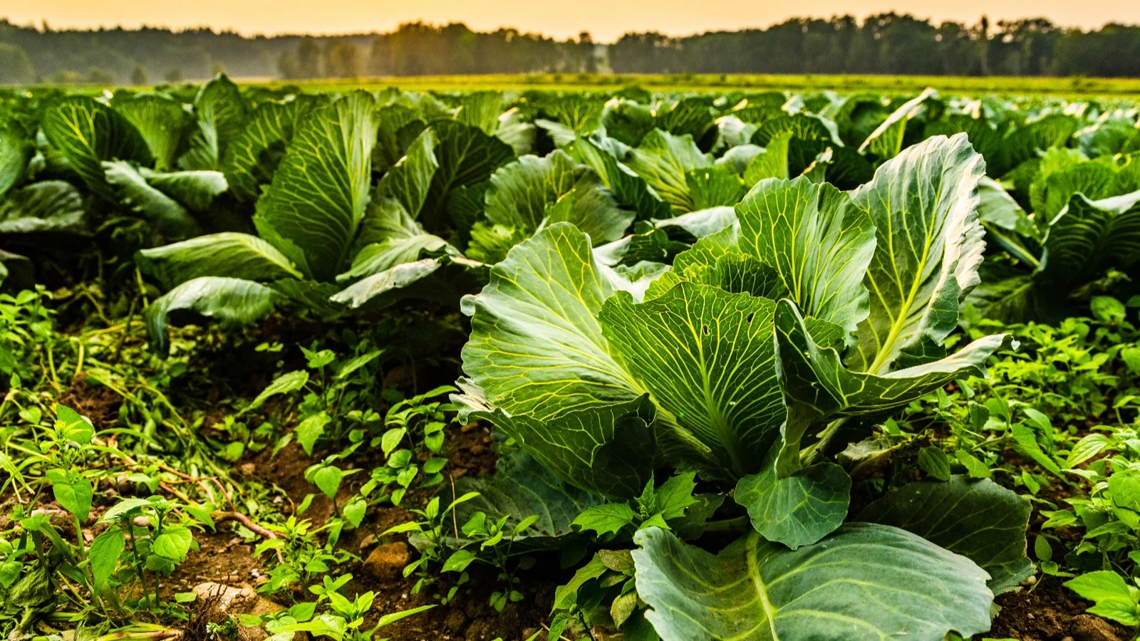 Cyclospora not an easy trace, says supply chain expert