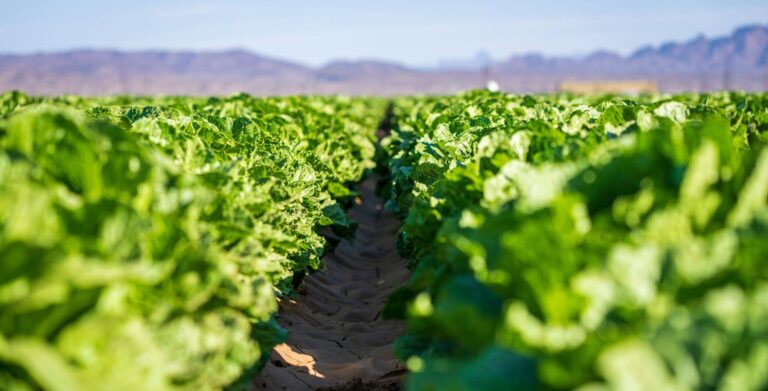 Taco Bell traffic hit hard following cyclospora outbreak, but few chains have been spared
