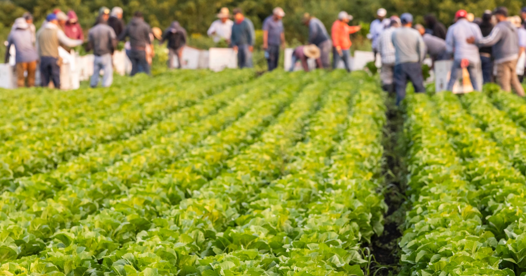 The U.S. food safety system is broken