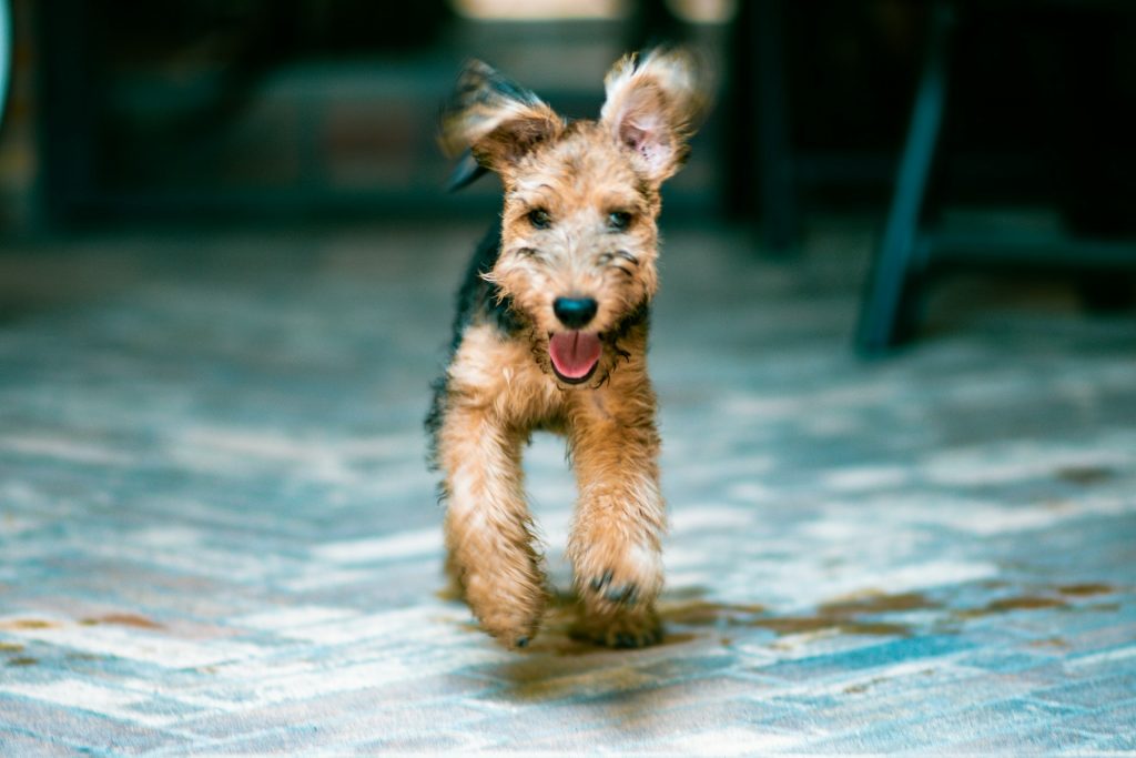 Unleashing New Revenue with Dog-Friendly Strategy | Modern Restaurant Management
