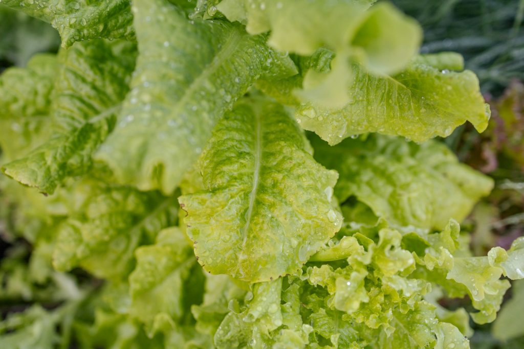 Five Key Takeaways from the Lettuce Recall | Modern Restaurant Management
